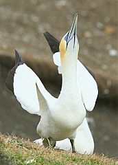 Australasian Gannet